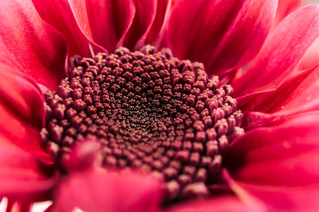 Foto gratuita colpo a macroistruzione della gerbera rossa