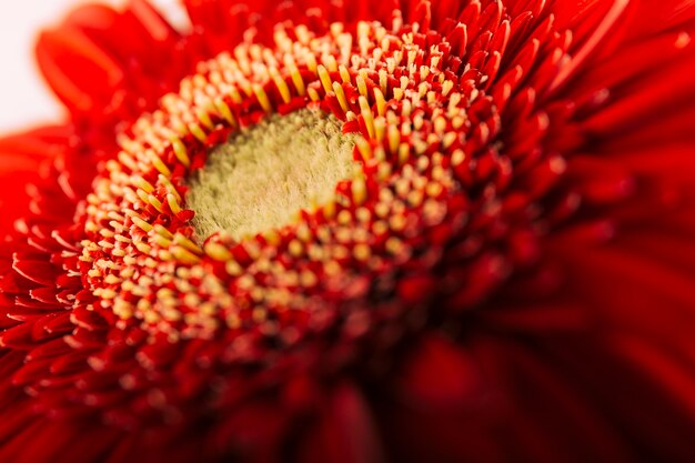 Macro shot of a red gerbera 