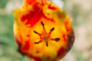 Free photo macro shot of red tulip flower