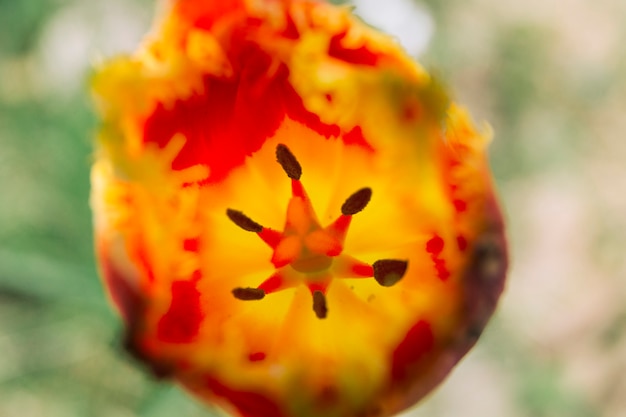 Macro shot of red tulip flower