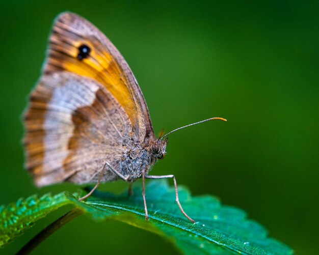 Macro shot of a small heath butterfly on a leaf outdoors