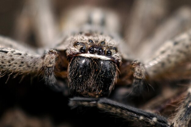 Macro shot of a small spider