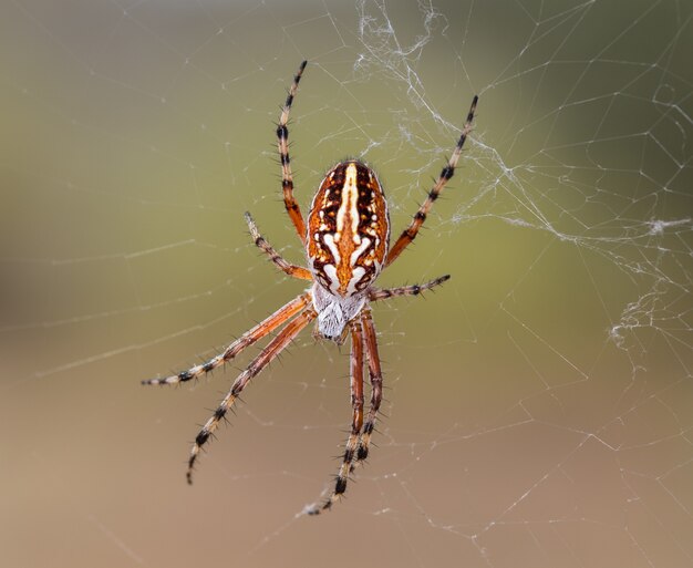Макросъемка паука на его паутине