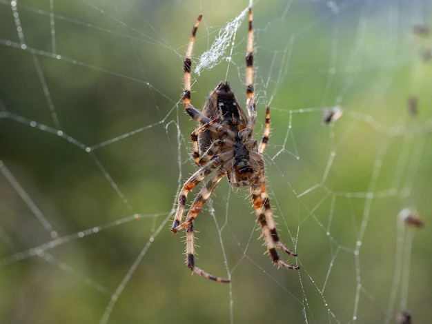 Макросъемка паука в сети