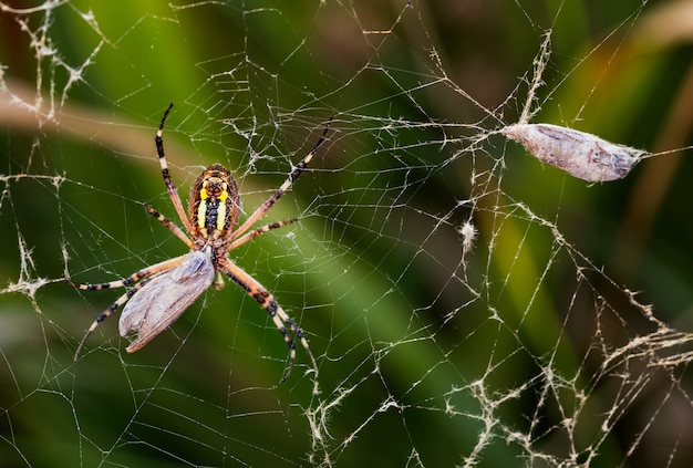 Macro shot of spider wrapping prey