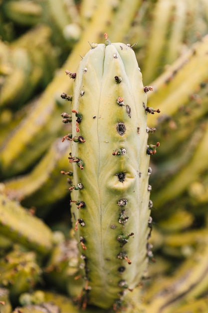 Макросъемка остроконечного зеленого кактуса