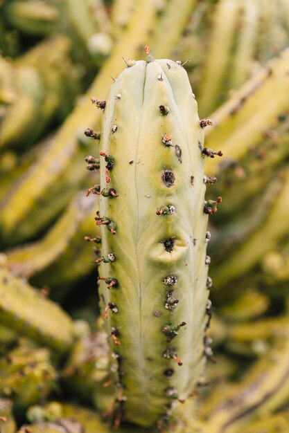 Macro shot of spiky green cactus