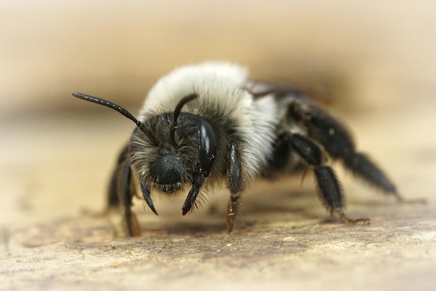 Free photo macro shot of threatening gray mining bee