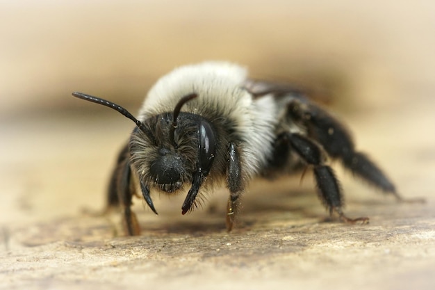 脅迫的な灰色の鉱山蜂のマクロ撮影
