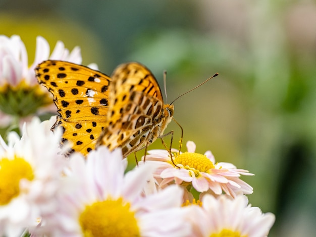 Макросъемка тропического фритиллярия, Argynnis Hyperbius