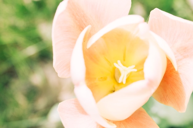 Macro shot of tulip flower