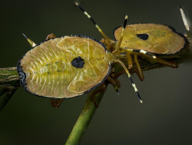 Macro shot of two stink bugs on a tree branch with blurred background