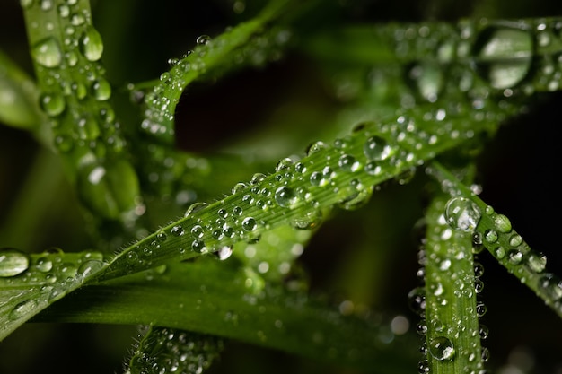 Macro shot of water droplets on the leaves of a green plant.