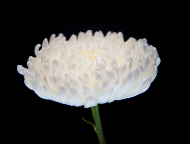 Макросъемка белой хризантемы