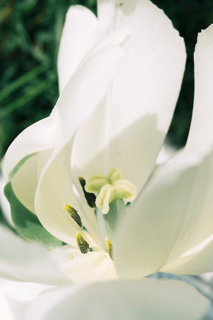 Foto gratuita colpo a macroistruzione di un fiore fragile bianco