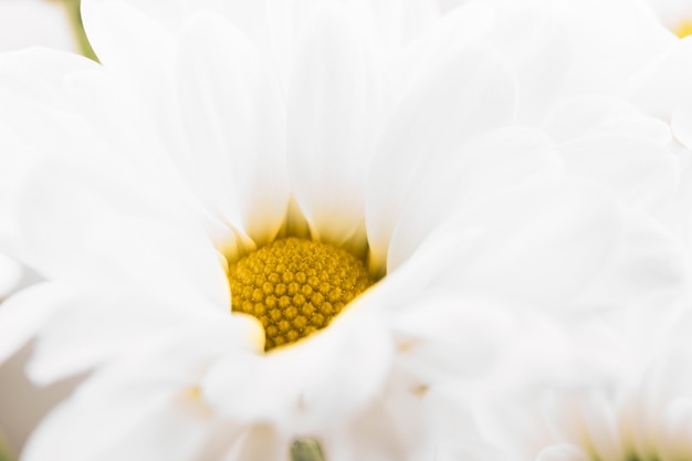 Макросъемка белого цветка с желтой пыльцой