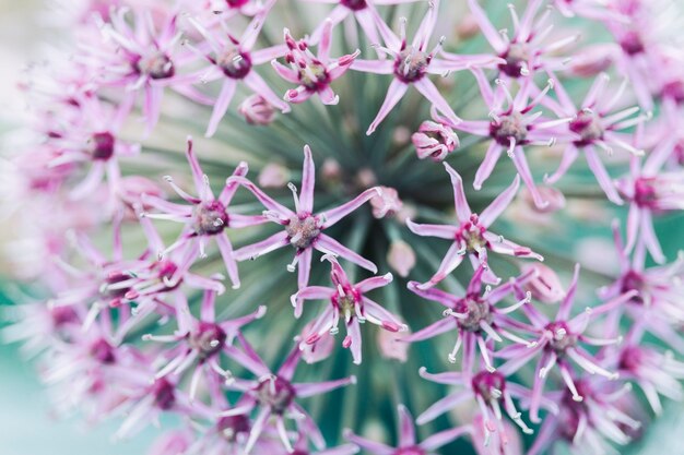 Macro shot of wild flower