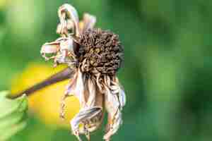 Free photo macro shot of a wilted daisy flower in a garden