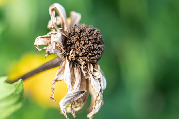 Macro shot of a wilted daisy flower in a garden