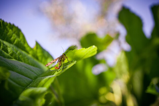 Macro shot of a winged insect sitting on a green leaf
