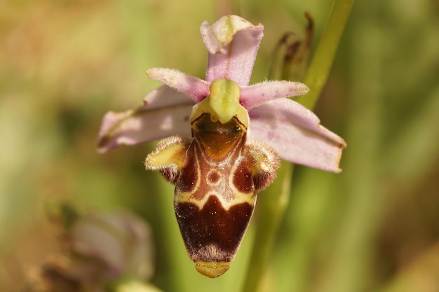 Macro shot of a woodcock bee-orchid in a garden