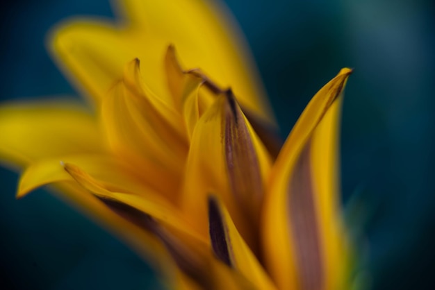 Macro shot of a yellow lily flower