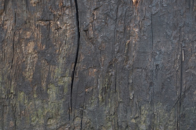 Foto gratuita macro legno tree texture grezza