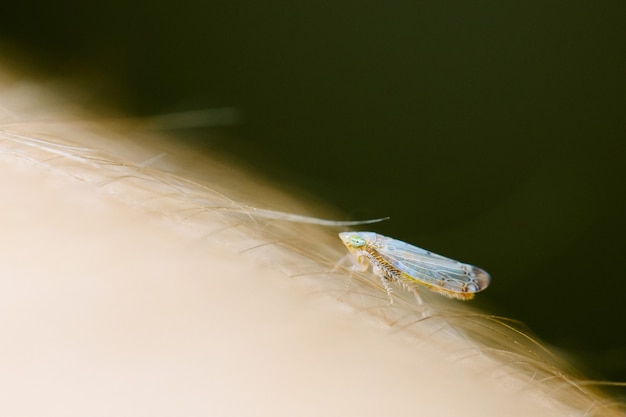 Macro of a tiny insect on a human's body