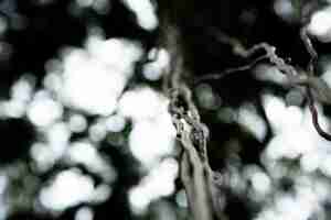 Free photo macro tree vines from below