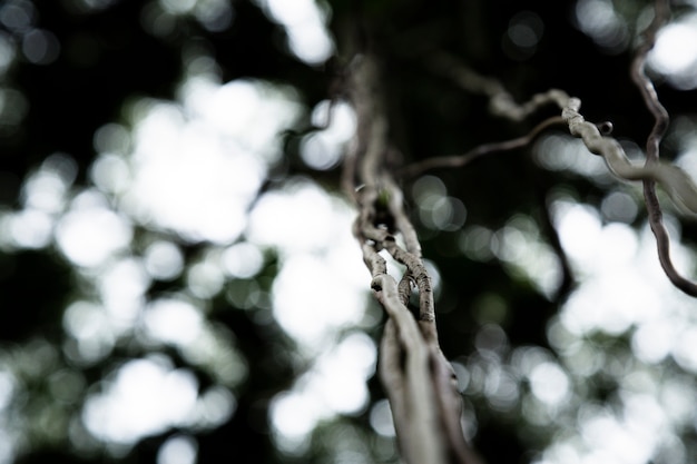 Macro tree vines from below