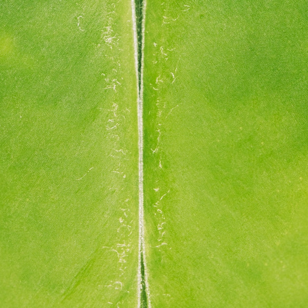 Macro tropical fruit texture