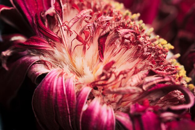 Macro tropical fruit texture