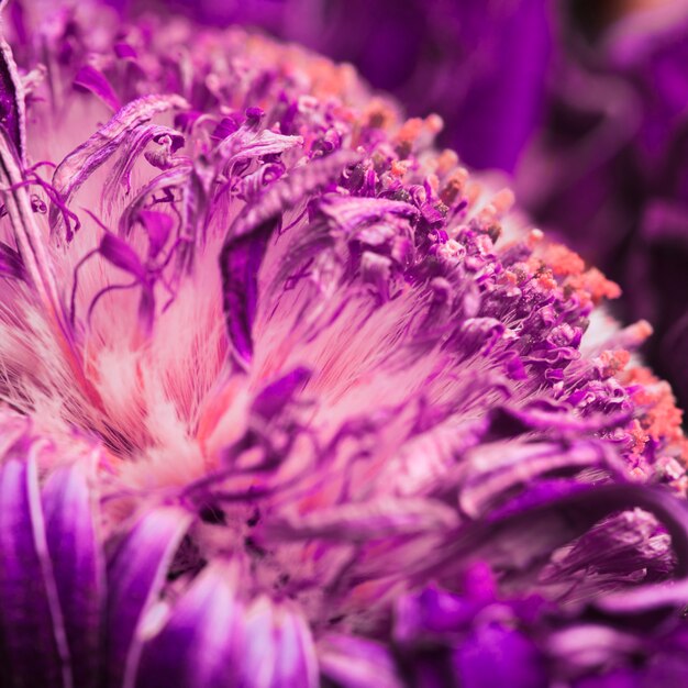 Macro tropical fruit texture