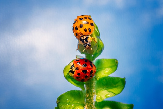 Macro of two multi-colored ladybugs on a green leafy plant with dew on it