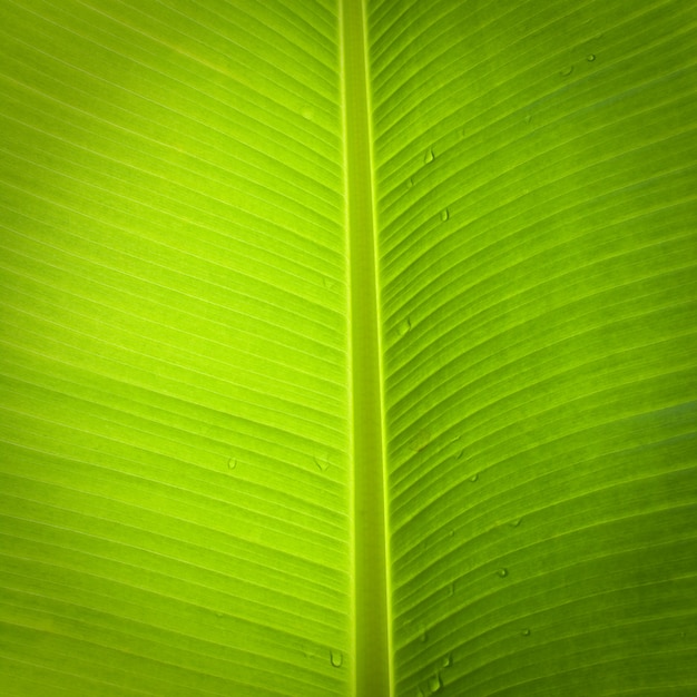 Free Photo macro vibrant park nature organic