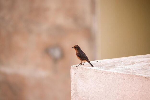 Macro view of a tiny bird standing on the stone on a blurry background