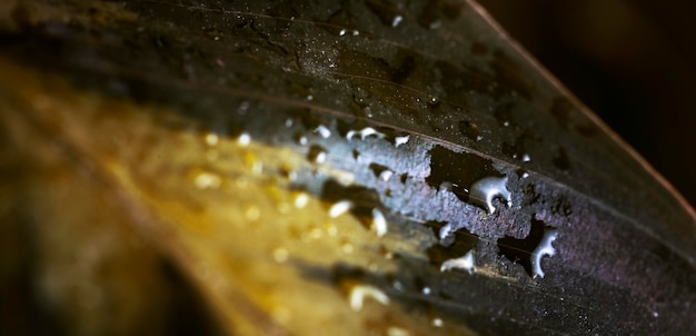 Foto gratuita macro gocce d'acqua sulla foglia della pianta