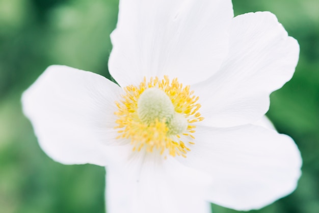 Макро-белый цветок