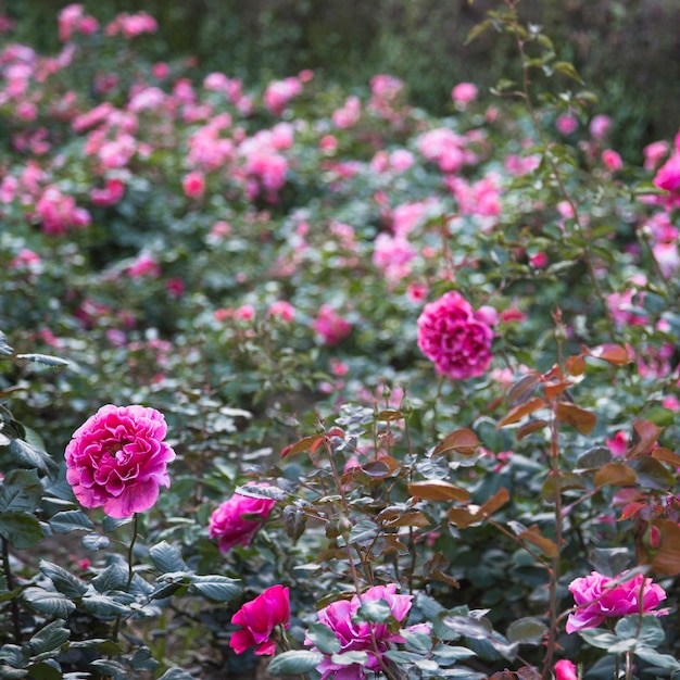 庭のマゼンタの花