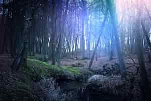 Free photo magical dark and mysterious forest.