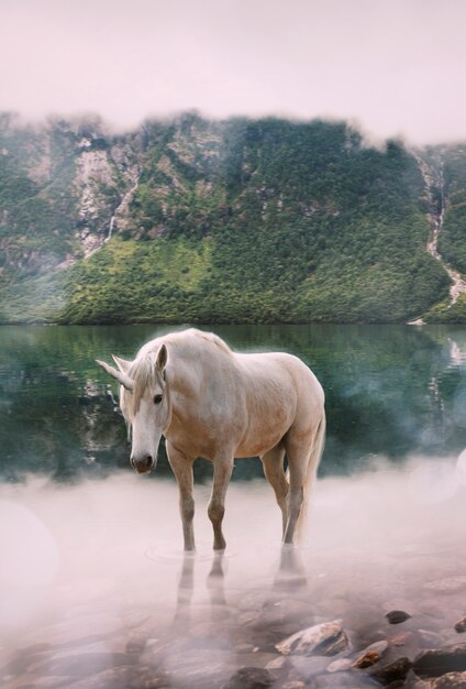 Magical unicorn in nature landscape