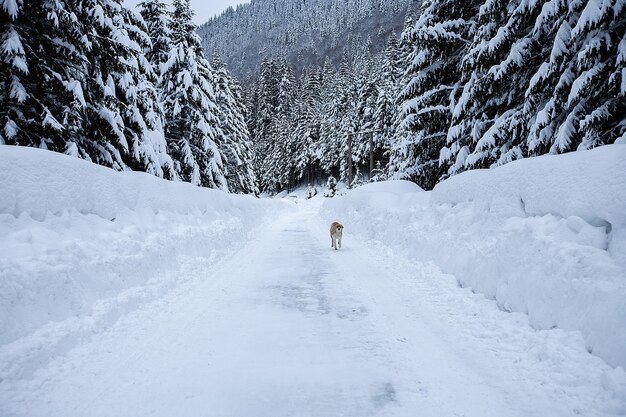 凍るような裸の木と犬が遠くにいる魔法の冬のワンダーランドの風景