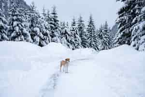 Free photo magical winter wonderland landscape with frosty bare trees and dog in distance