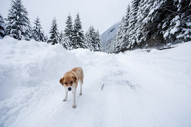 Magical winter wonderland landscape with frosty bare trees and dog in distance