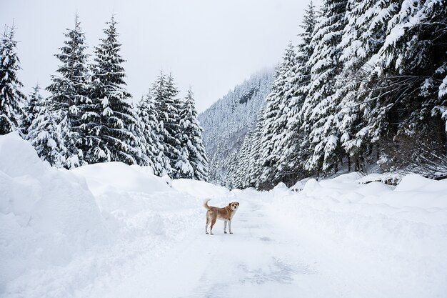 서리가 내린 벌거벗은 나무와 개가 멀리 있는 마법의 겨울 원더랜드 풍경