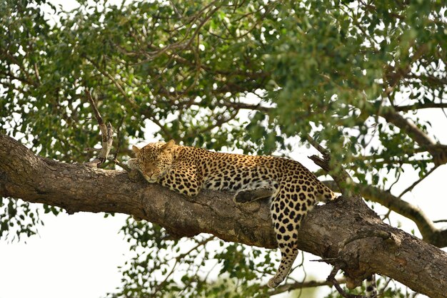 アフリカのジャングルで捕獲された木の枝にある壮大なアフリカのヒョウ