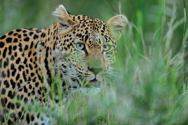 Magnificent African leopard hiding behind tall green grass