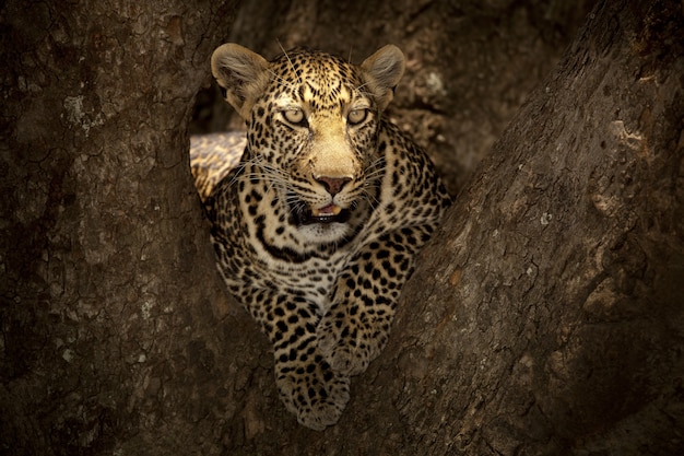 Великолепный африканский леопард, лежащий на ветке дерева в африканских джунглях