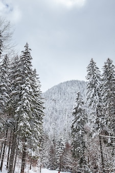 壮大​で​静かな​美しい​冬​の​風景​。​美しい​森​。