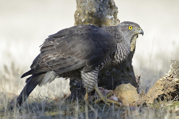 Magnificent black hawk standing over its prey by a tree on a grass-covered field